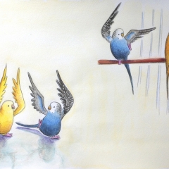 Blue-Budgie-children-illustration-bird-yellow-MaryAnn-Loo